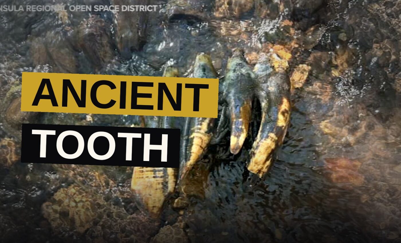 An ancient tooth, once belonging to a great beast, rests amid stones beside a creek.