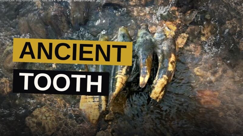 An ancient tooth, once belonging to a great beast, rests amid stones beside a creek.