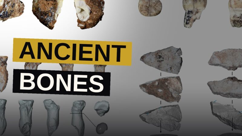 An excavated cave floor scattered with ancient bones and stone tools, with a forested landscape visible outside.