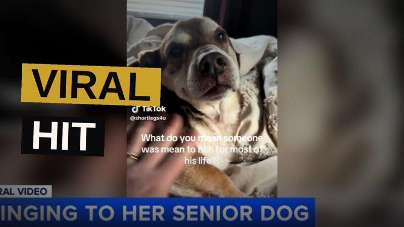 A woman sings softly to her elderly rescue dog in a comfortable home setting.