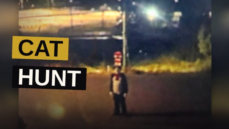 Security camera footage shows a person dressed as the Cat in the Hat standing outside at night in a residential neighborhood.