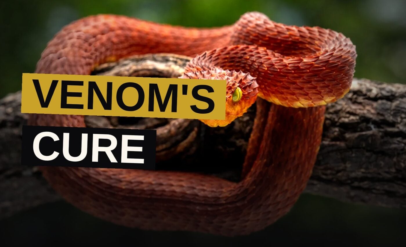 A rattlesnake resting beside vials drawn from its own crimson blood, offering the promise of deliverance from the poison it bears.