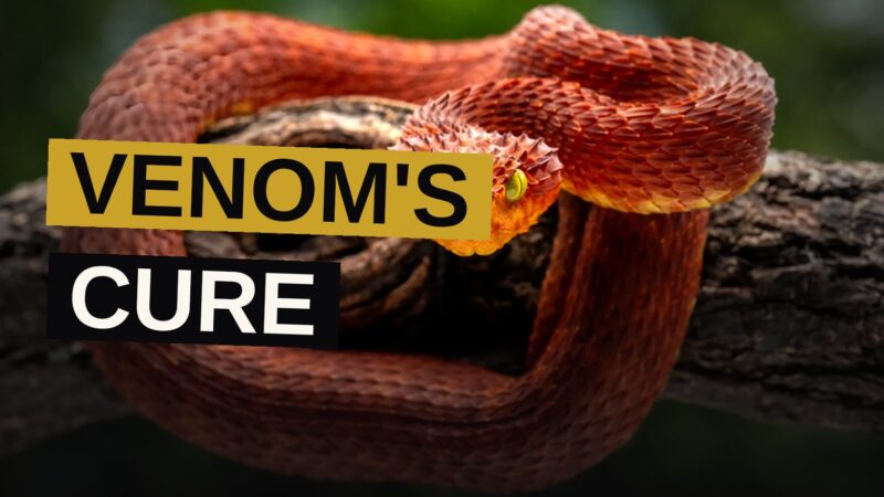 A rattlesnake resting beside vials drawn from its own crimson blood, offering the promise of deliverance from the poison it bears.