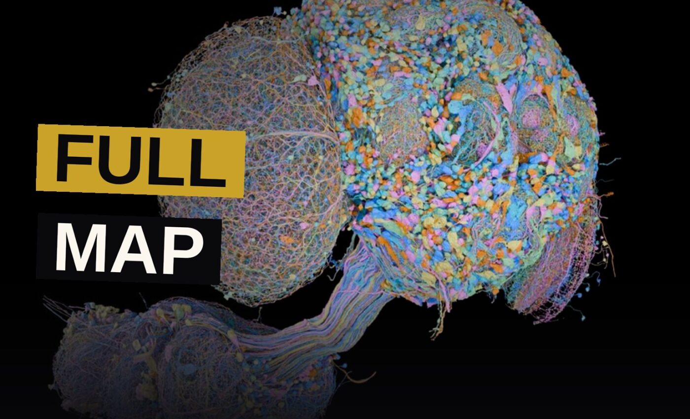 A glowing web of nerve cells forms the full picture of a fly's small but wondrous brain.