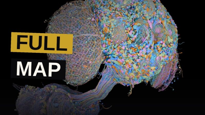 A glowing web of nerve cells forms the full picture of a fly's small but wondrous brain.