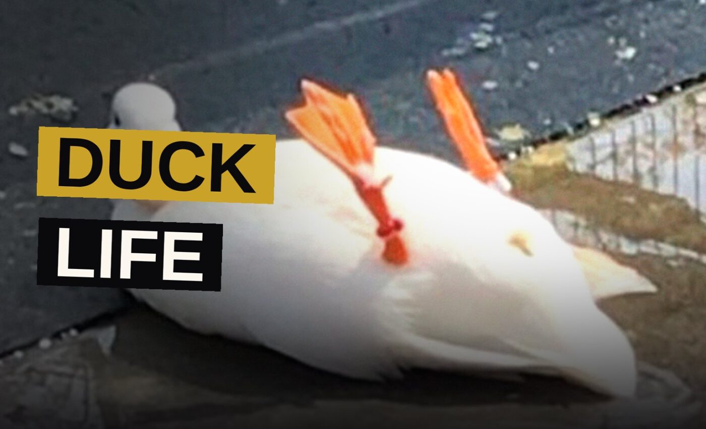 A fluffy crested pet duck stands happily outdoors in the sunshine.
