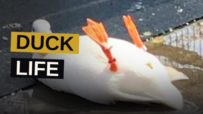 A fluffy crested pet duck stands happily outdoors in the sunshine.