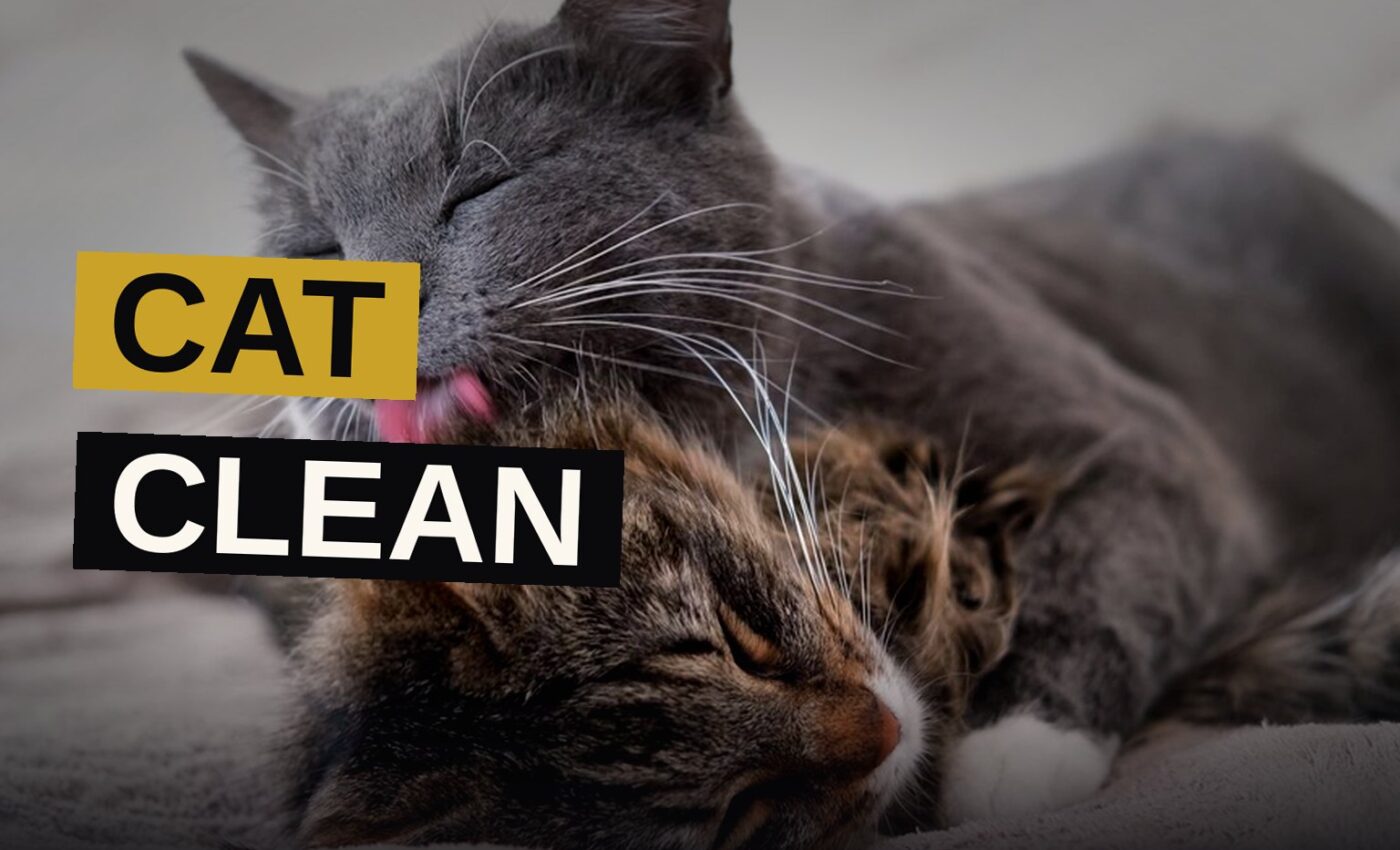 A cat bends its head to lick another cat's fur in a warm, cozy home.