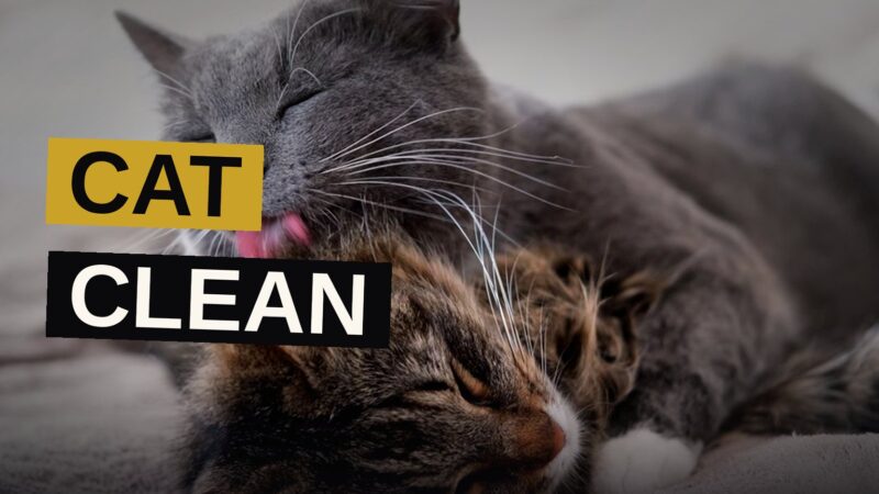 A cat bends its head to lick another cat's fur in a warm, cozy home.